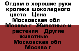 Отдам в хорошие руки кролика шоколадного цвета › Цена ­ 2 000 - Московская обл., Москва г. Животные и растения » Другие животные   . Московская обл.,Москва г.